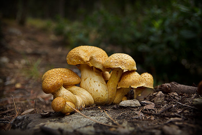 Champignons de Collobrières