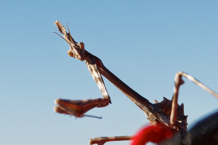 Diablotin de Provence