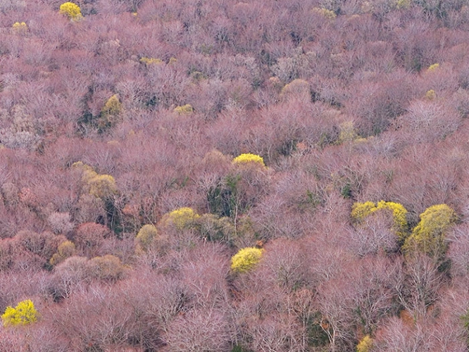 Forêt de la Sainte Baume