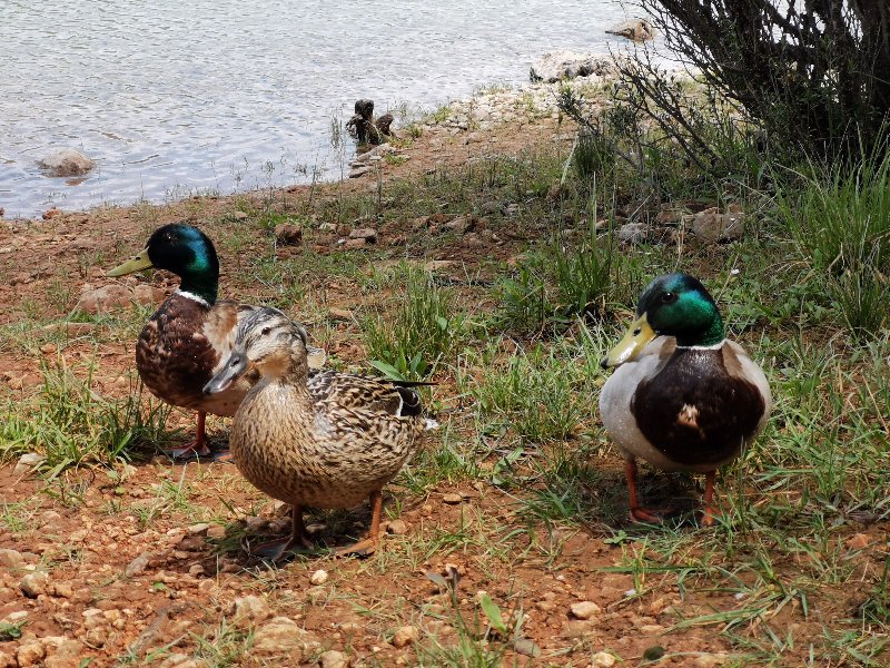 Lac de Montpezat