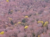 Forêt de la Sainte Baume