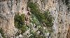 Vautours dans le Verdon