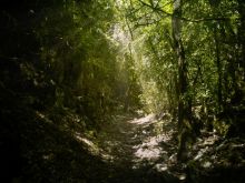 Basses gorges du Verdon - Artignosc - Forêt dans le ravin de Sainte Maxime