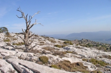 La Sainte Baume - Plan d'Aups - L'âpreté du climat a façonné la nature