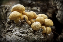 Menhirs de Lambert - Collobrières - Champignons rencontrés en forêt